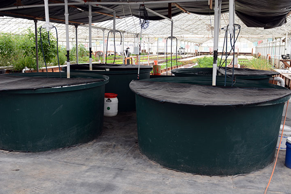 Aquaponic fishtank x 2 03-2022